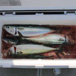 へいみつ丸 釣果