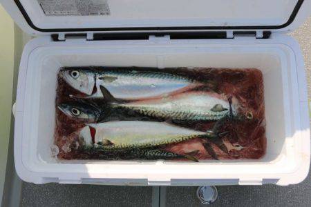 へいみつ丸 釣果