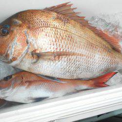 こうゆう丸 釣果