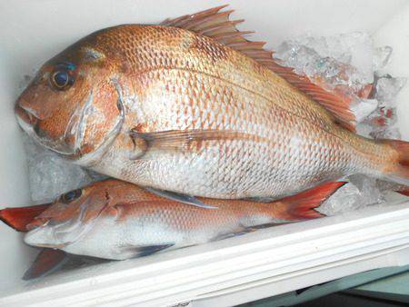 こうゆう丸 釣果