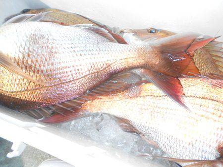 こうゆう丸 釣果