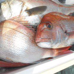 こうゆう丸 釣果