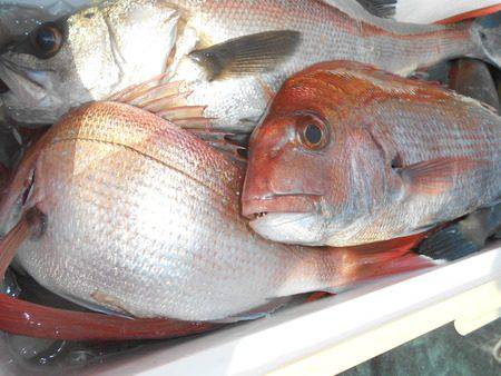 こうゆう丸 釣果