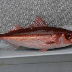 へいみつ丸 釣果