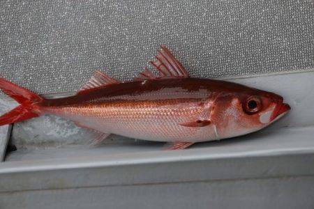 へいみつ丸 釣果