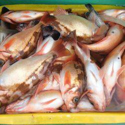 第二むつ漁丸 釣果