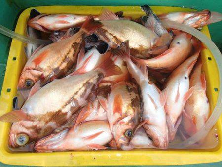 第二むつ漁丸 釣果