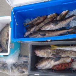 気仙沼 つり丸 釣果