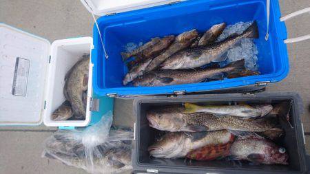 気仙沼 つり丸 釣果