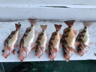 なかくに丸 釣果