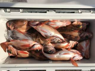 なかくに丸 釣果