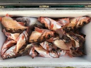 なかくに丸 釣果