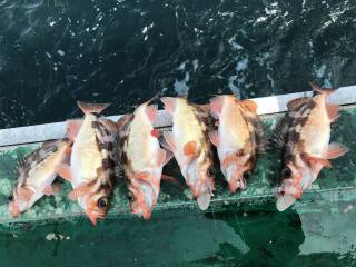 なかくに丸 釣果