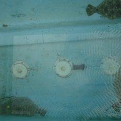 十八宝洋丸 釣果