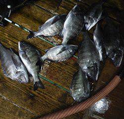 バラモン1号 釣果