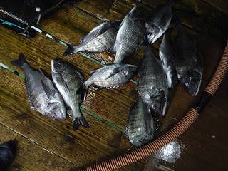 バラモン1号 釣果