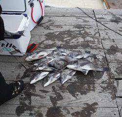 バラモン1号 釣果