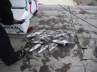 バラモン1号 釣果