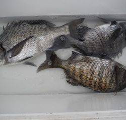 バラモン1号 釣果