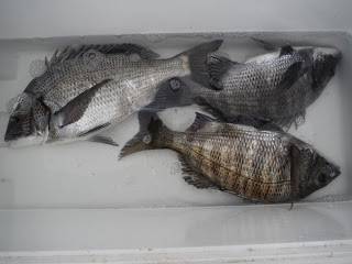 バラモン1号 釣果