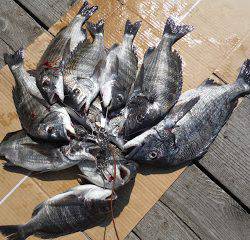 バラモン1号 釣果