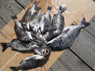 バラモン1号 釣果