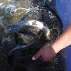 浜名湖フィッシングリゾート 釣果