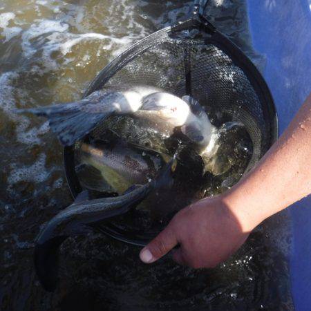 浜名湖フィッシングリゾート 釣果