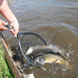 浜名湖フィッシングリゾート 釣果