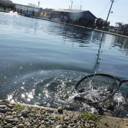 浜名湖フィッシングリゾート 釣果