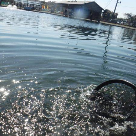 浜名湖フィッシングリゾート 釣果