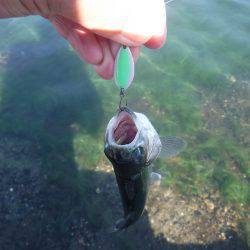 浜名湖フィッシングリゾート 釣果