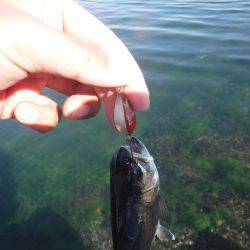 浜名湖フィッシングリゾート 釣果
