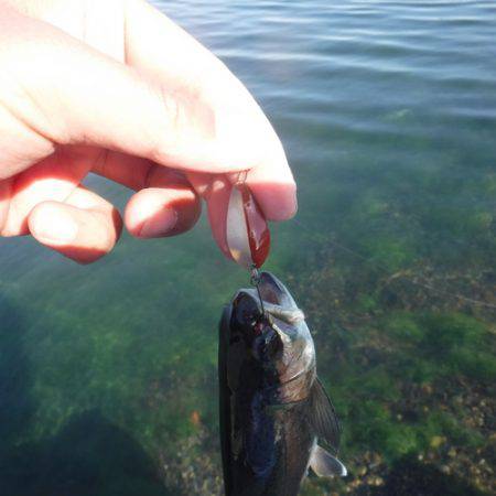 浜名湖フィッシングリゾート 釣果