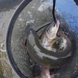 浜名湖フィッシングリゾート 釣果