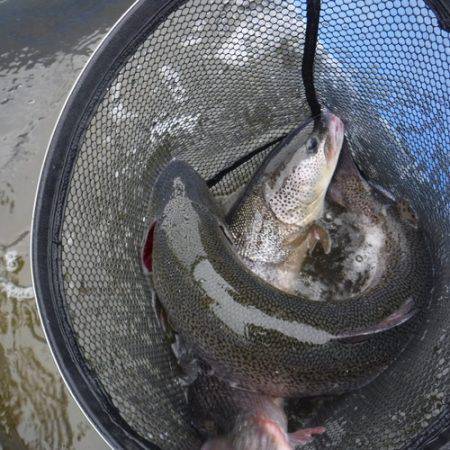 浜名湖フィッシングリゾート 釣果
