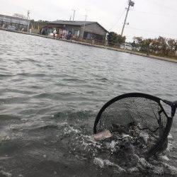 浜名湖フィッシングリゾート 釣果