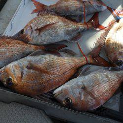 Fisherman Dreams DI 釣果