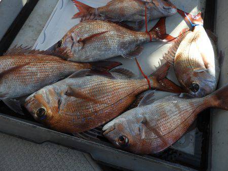 Fisherman Dreams DI 釣…