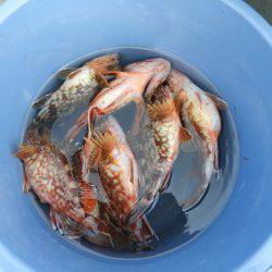 Fisherman Dreams DI 釣果