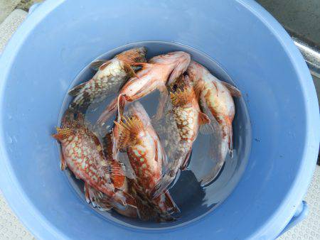 Fisherman Dreams DI 釣果