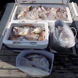 フィッシングボート空風(そらかぜ) 釣果