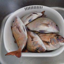 フィッシングボート空風(そらかぜ) 釣果