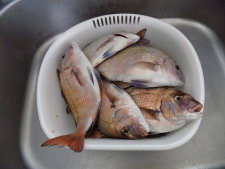 フィッシングボート空風(そらかぜ) 釣果