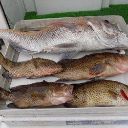 フィッシングボート空風(そらかぜ) 釣果