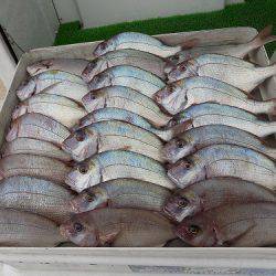 フィッシングボート空風(そらかぜ) 釣果