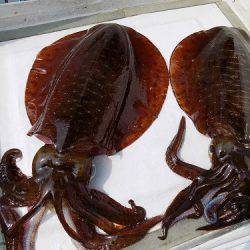 フィッシングボート空風(そらかぜ) 釣果