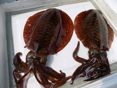 フィッシングボート空風(そらかぜ) 釣果