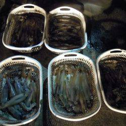 海宝丸 島根 釣果