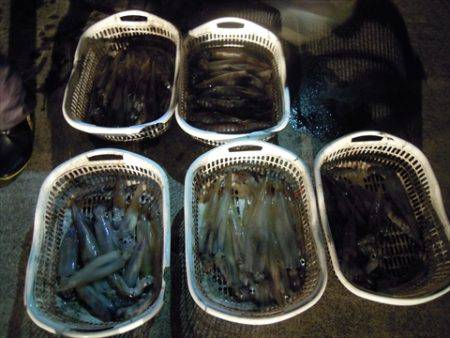 海宝丸　島根 釣果